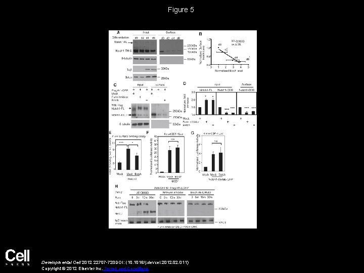 Figure 5 Developmental Cell 2012 22707 -720 DOI: (10. 1016/j. devcel. 2012. 011) Copyright