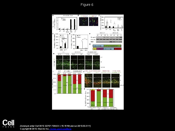 Figure 6 Developmental Cell 2012 22707 -720 DOI: (10. 1016/j. devcel. 2012. 011) Copyright