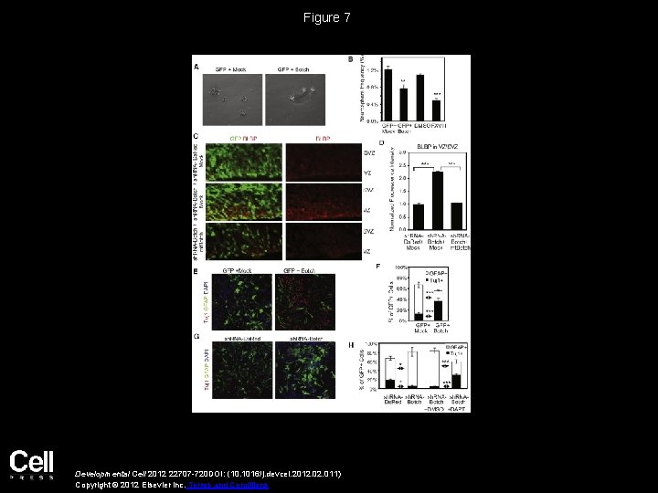 Figure 7 Developmental Cell 2012 22707 -720 DOI: (10. 1016/j. devcel. 2012. 011) Copyright