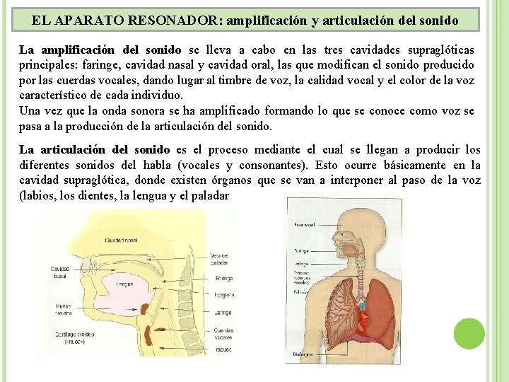 EL APARATO RESONADOR: amplificación y articulación del sonido La amplificación del sonido se lleva