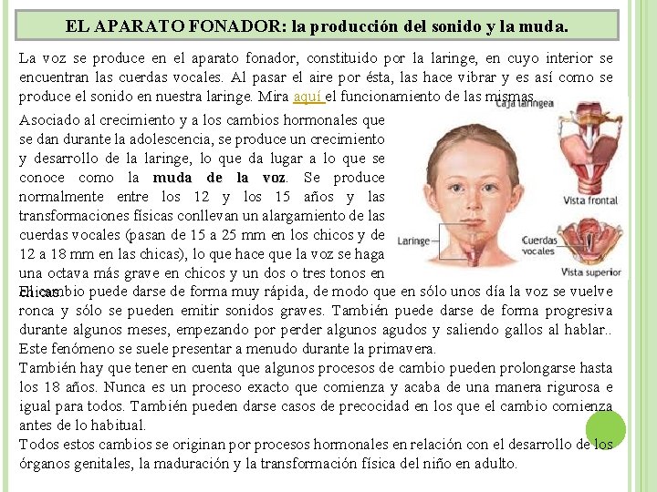 EL APARATO FONADOR: la producción del sonido y la muda. La voz se produce