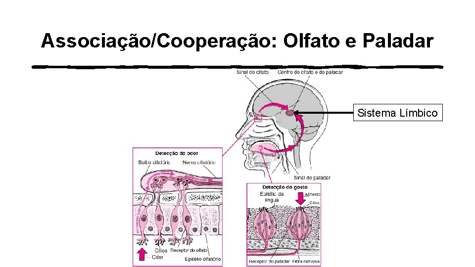 Associação/Cooperação: Olfato e Paladar Sistema Límbico 