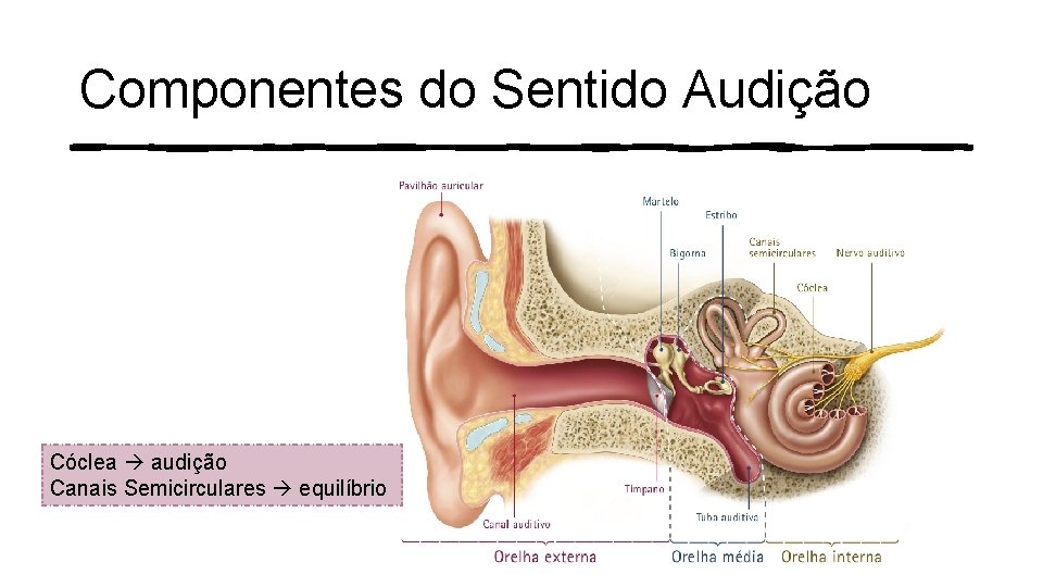 Componentes do Sentido Audição Cóclea audição Canais Semicirculares equilíbrio 