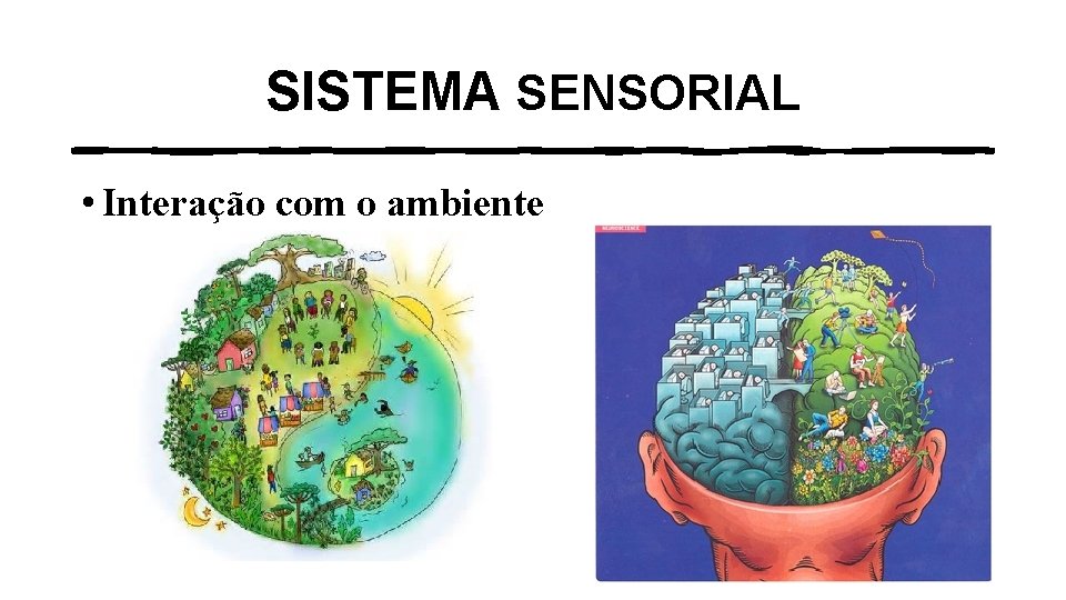 SISTEMA SENSORIAL • Interação com o ambiente 