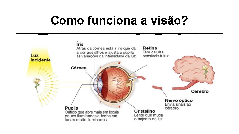 Como funciona a visão? 