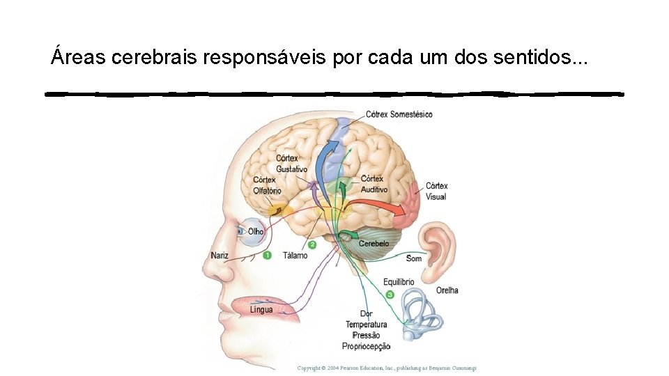 Áreas cerebrais responsáveis por cada um dos sentidos. . . 