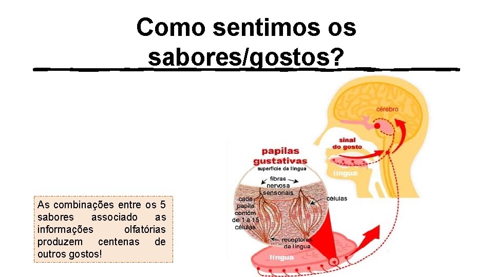 Como sentimos os sabores/gostos? As combinações entre os 5 sabores associado as informações olfatórias