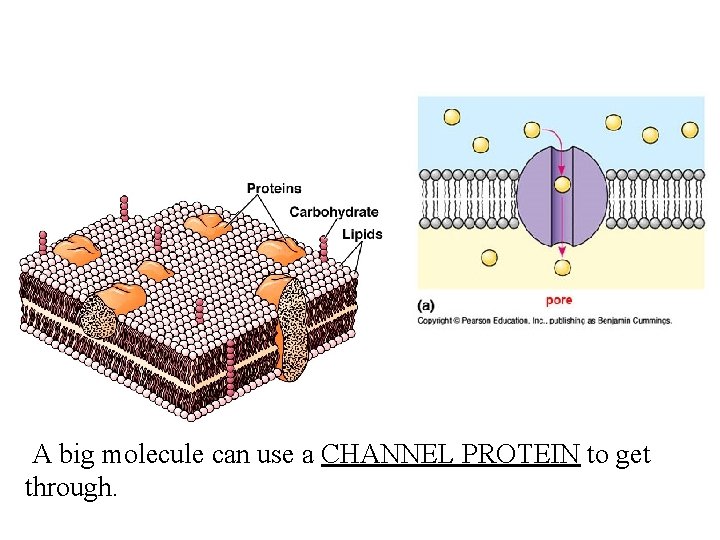 A big molecule can use a CHANNEL PROTEIN to get through. 