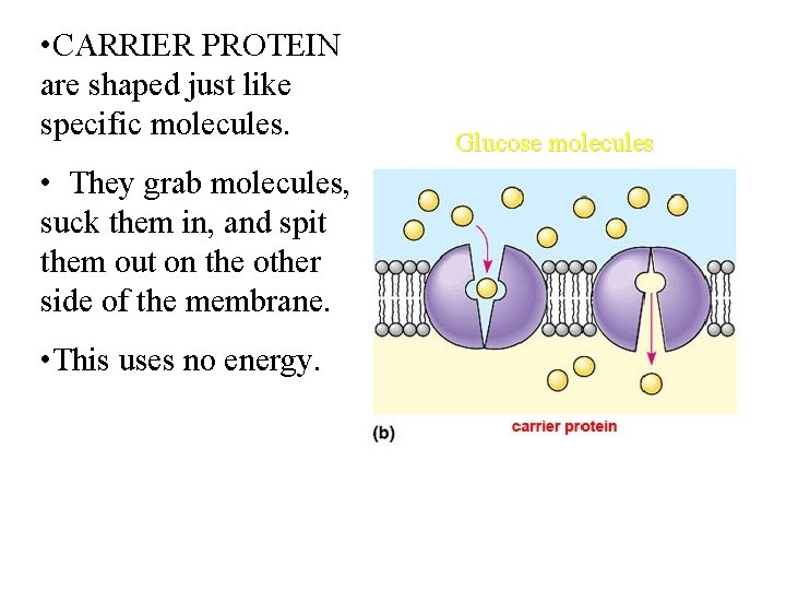  • CARRIER PROTEIN are shaped just like specific molecules. • They grab molecules,