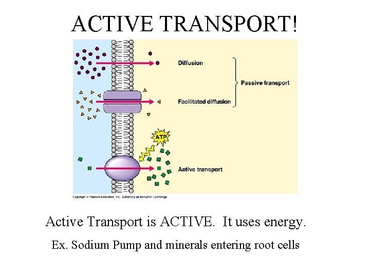 ACTIVE TRANSPORT! Active Transport is ACTIVE. It uses energy. Ex. Sodium Pump and minerals