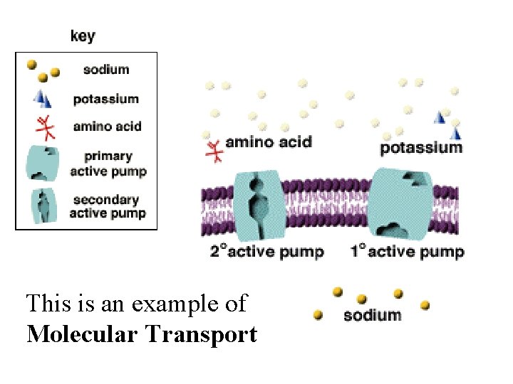 This is an example of Molecular Transport 