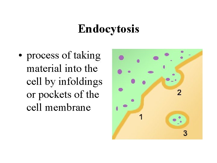 Endocytosis • process of taking material into the cell by infoldings or pockets of