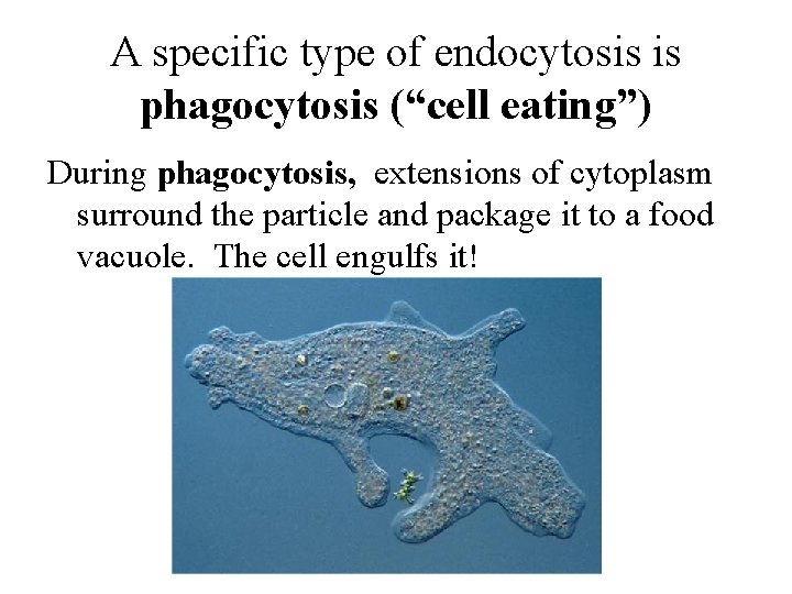 A specific type of endocytosis is phagocytosis (“cell eating”) During phagocytosis, extensions of cytoplasm