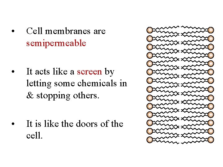  • Cell membranes are semipermeable • It acts like a screen by letting