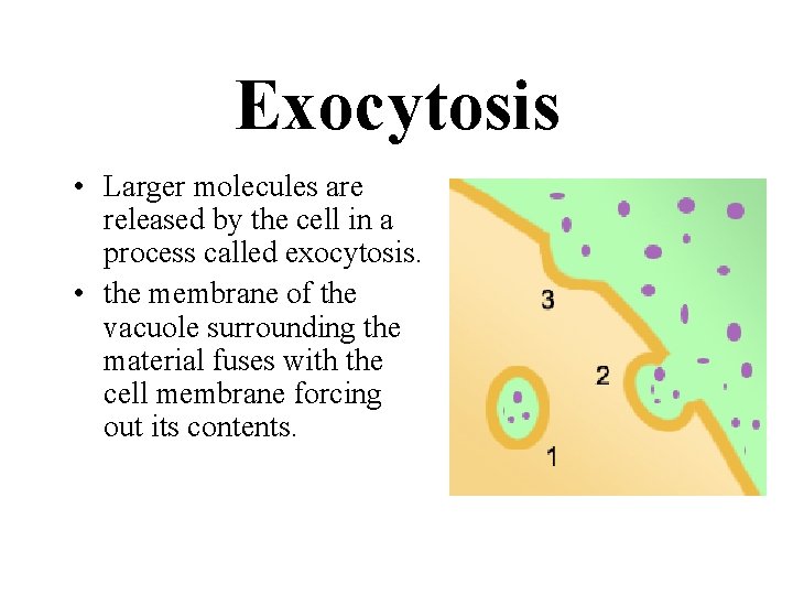 Exocytosis • Larger molecules are released by the cell in a process called exocytosis.