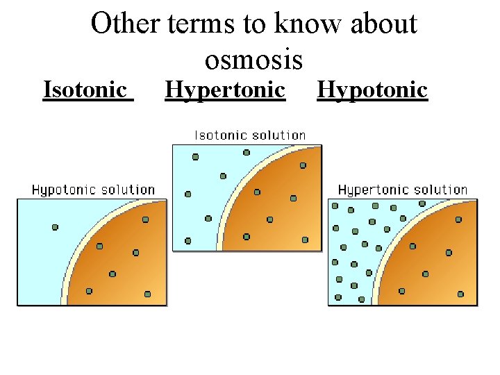 Other terms to know about osmosis Isotonic Hypertonic Hypotonic 