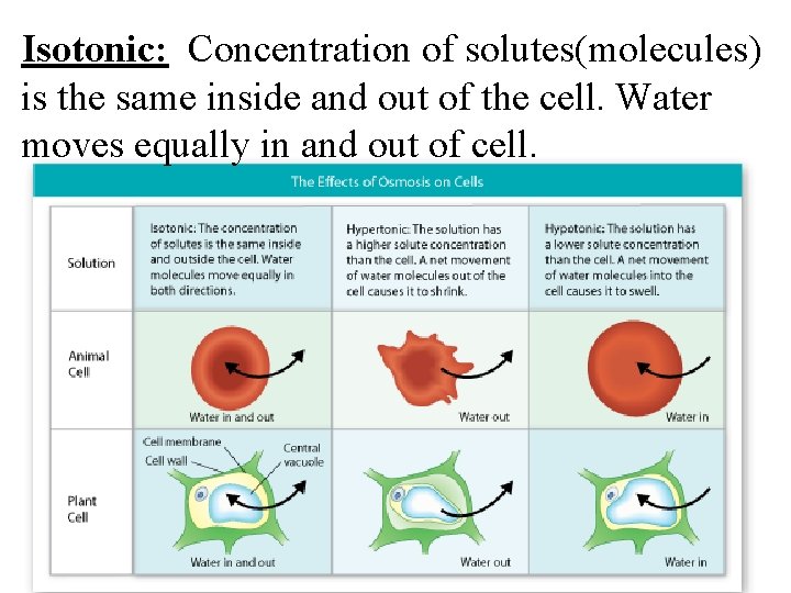 Isotonic: Concentration of solutes(molecules) is the same inside and out of the cell. Water