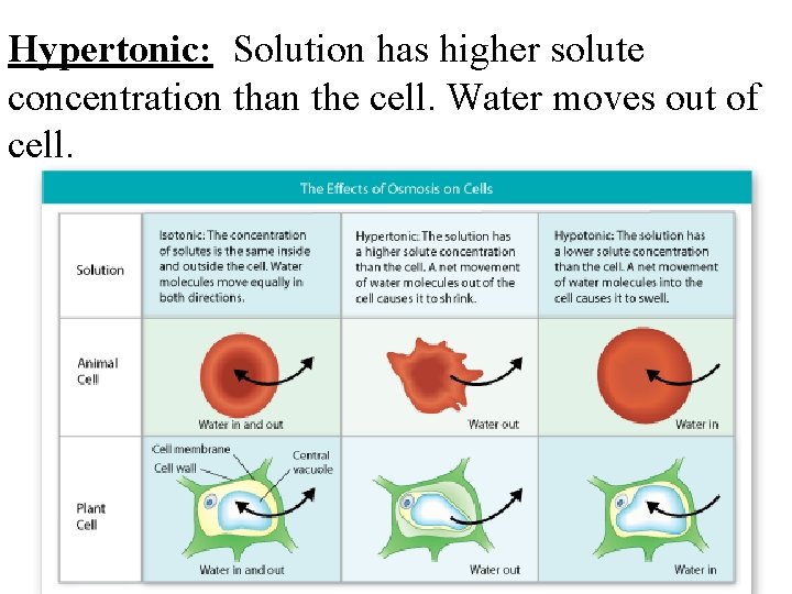 Hypertonic: Solution has higher solute concentration than the cell. Water moves out of cell.