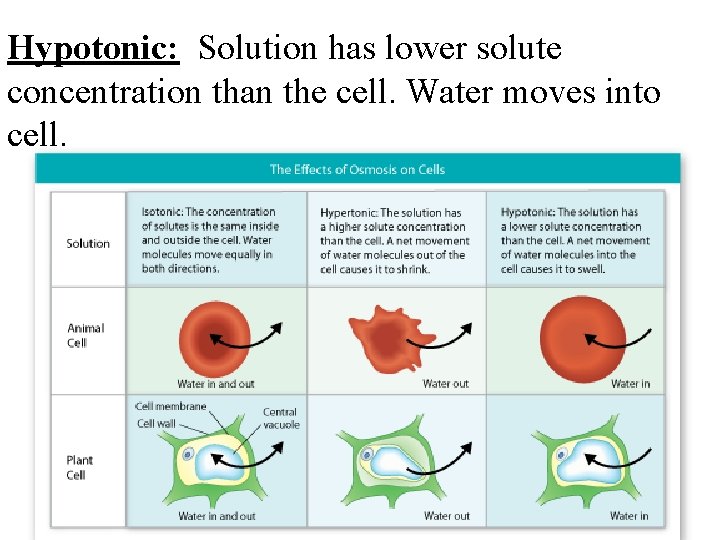 Hypotonic: Solution has lower solute concentration than the cell. Water moves into cell. 