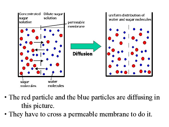  • The red particle and the blue particles are diffusing in this picture.