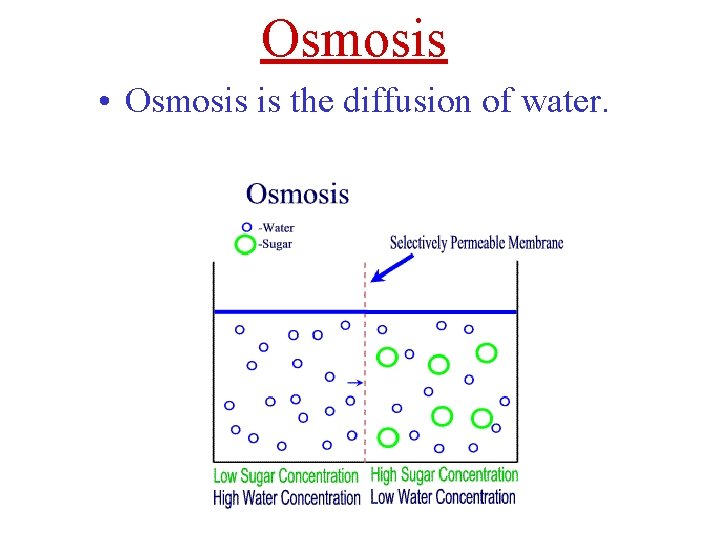 Osmosis • Osmosis is the diffusion of water. 