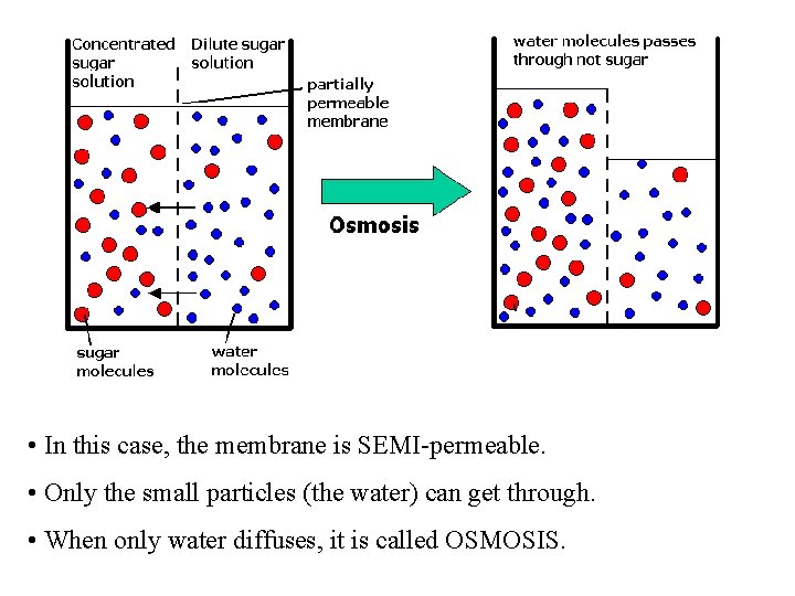  • In this case, the membrane is SEMI-permeable. • Only the small particles