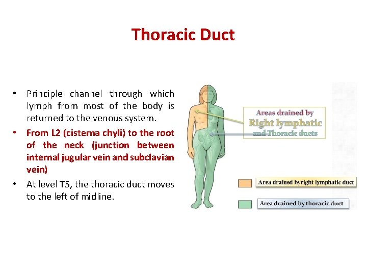Thoracic Duct • Principle channel through which lymph from most of the body is