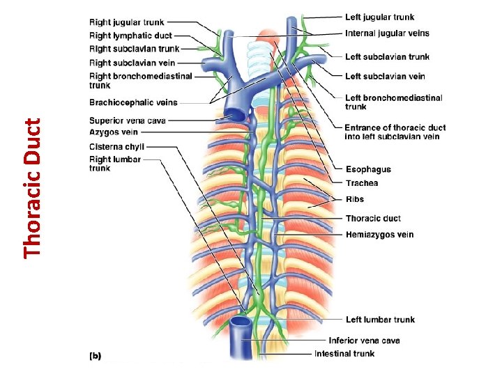 Thoracic Duct 