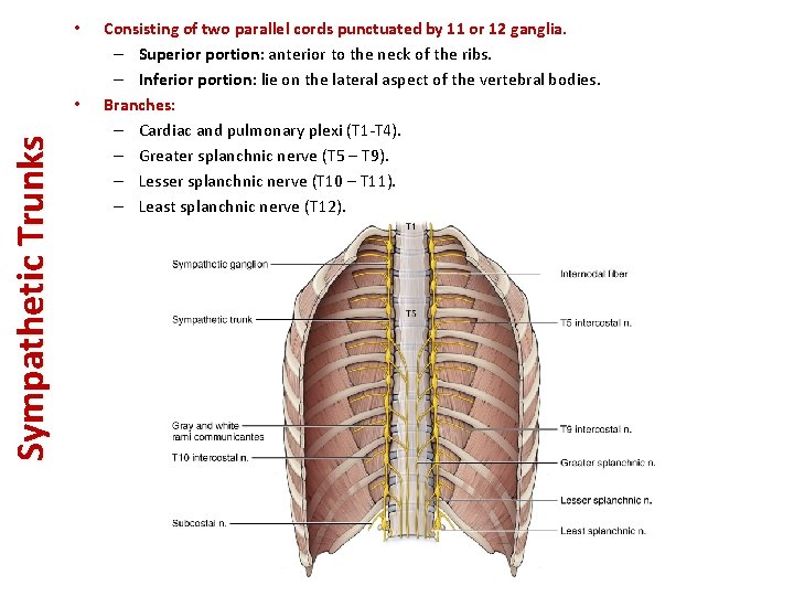  • Sympathetic Trunks • Consisting of two parallel cords punctuated by 11 or