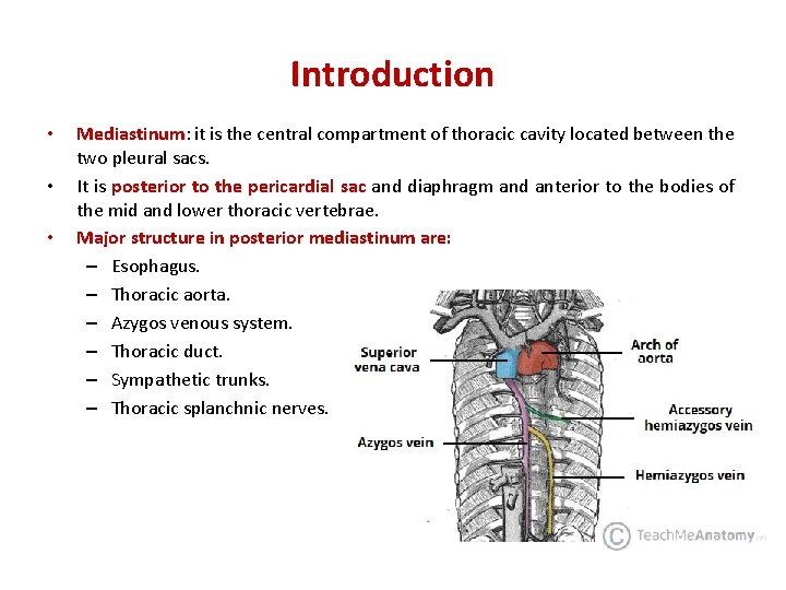 Introduction • • • Mediastinum: Mediastinum it is the central compartment of thoracic cavity