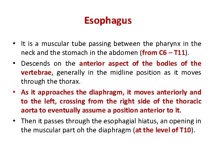 Esophagus • It is a muscular tube passing between the pharynx in the neck