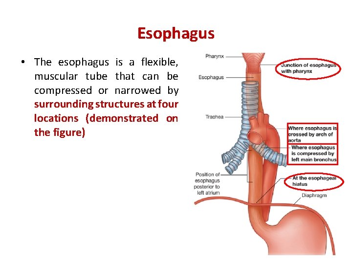 Esophagus • The esophagus is a flexible, muscular tube that can be compressed or