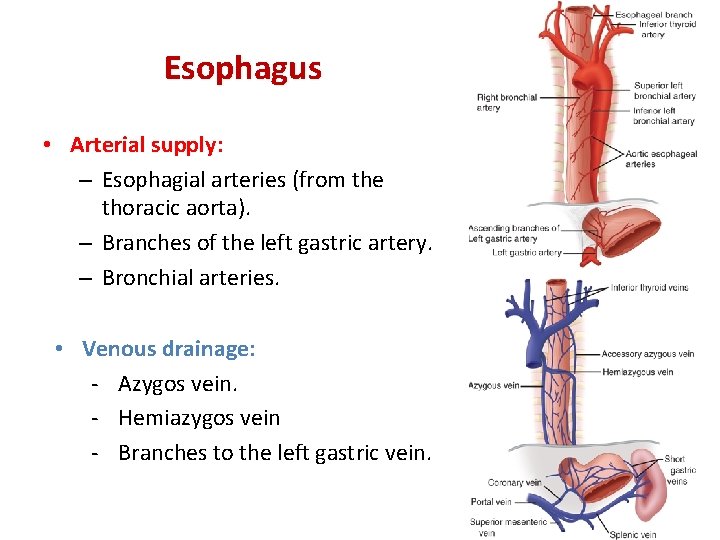 Esophagus • Arterial supply: – Esophagial arteries (from the thoracic aorta). – Branches of