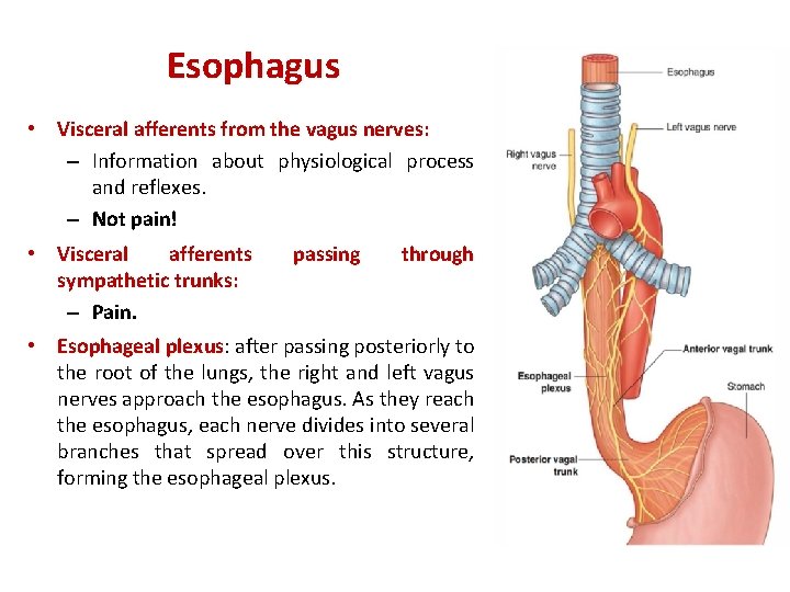 Esophagus • Visceral afferents from the vagus nerves: – Information about physiological process and
