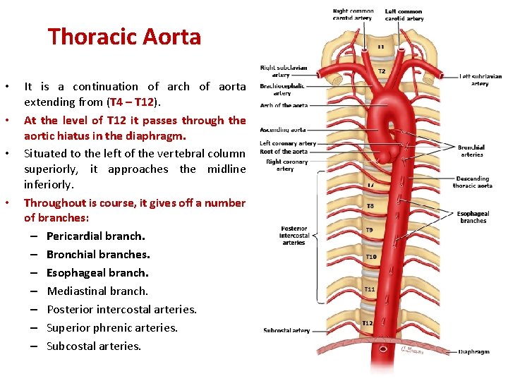 Thoracic Aorta • • It is a continuation of arch of aorta extending from