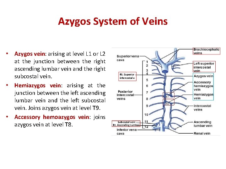 Azygos System of Veins • Azygos vein: vein arising at level L 1 or