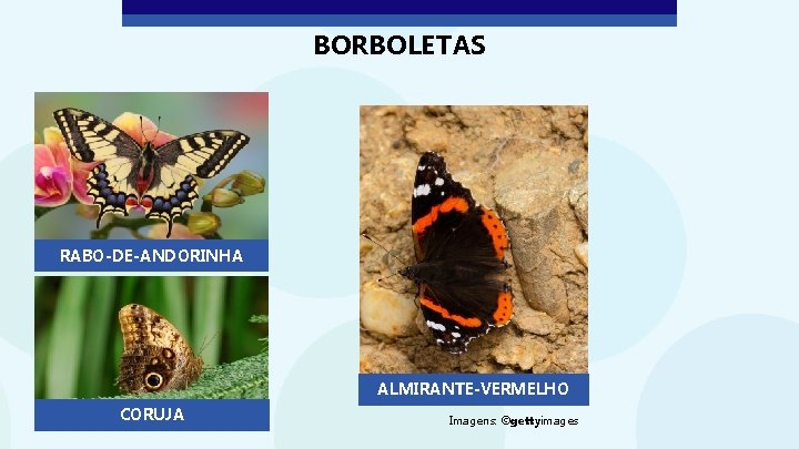 BORBOLETAS RABO-DE-ANDORINHA ALMIRANTE-VERMELHO CORUJA Imagens: ©gettyimages 