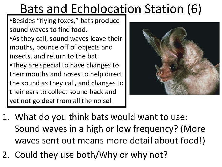 Bats and Echolocation Station (6) • Besides “flying foxes, ” bats produce sound waves
