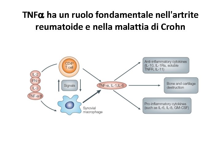 TNFa ha un ruolo fondamentale nell'artrite reumatoide e nella malattia di Crohn 