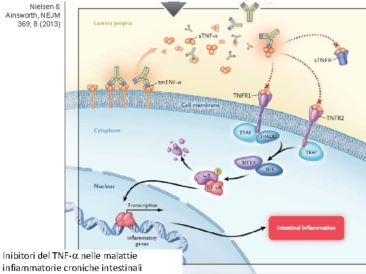 Nielsen & Ainsworth, NEJM 369; 8 (2013) Inibitori del TNF-a nelle malattie infiammatorie croniche