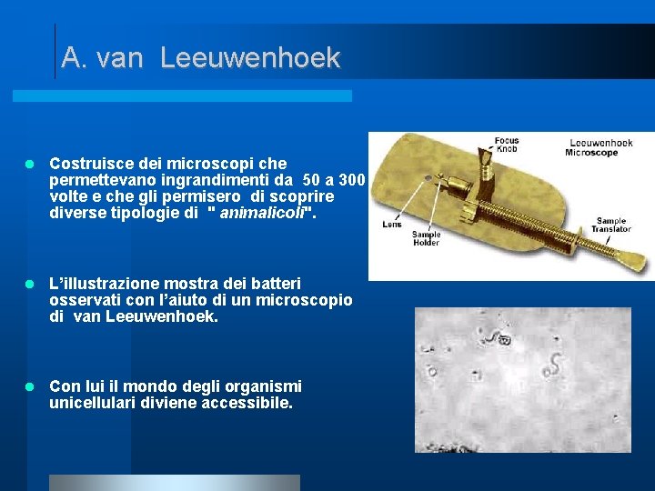 A. van Leeuwenhoek Costruisce dei microscopi che permettevano ingrandimenti da 50 a 300 volte