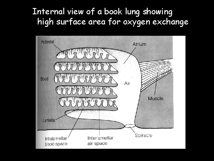 Internal view of a book lung showing high surface area for oxygen exchange 