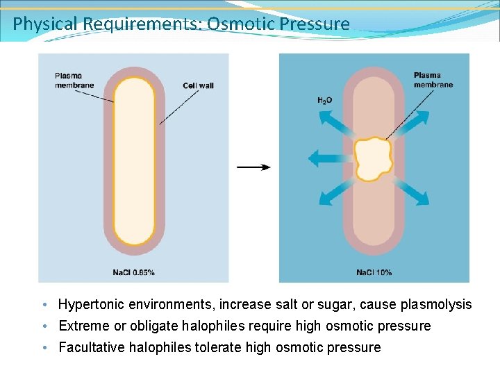 Physical Requirements: Osmotic Pressure • Hypertonic environments, increase salt or sugar, cause plasmolysis •