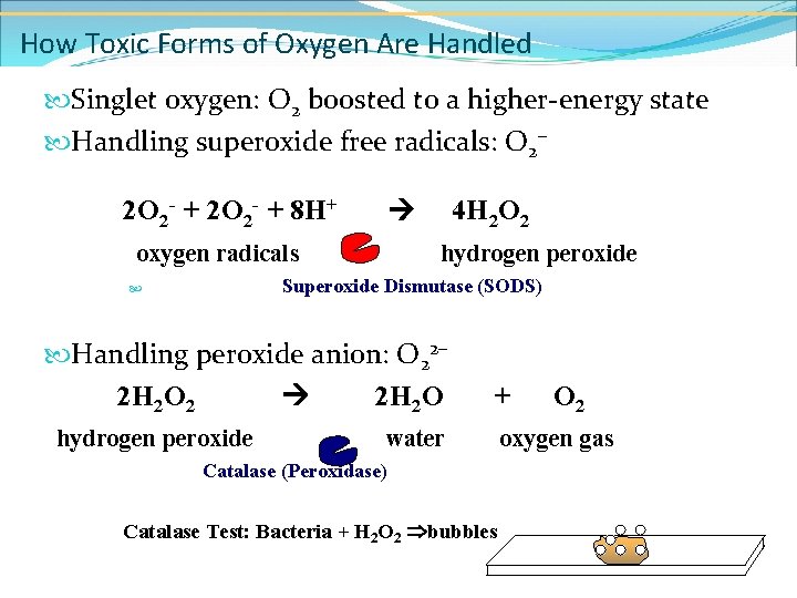 How Toxic Forms of Oxygen Are Handled Singlet oxygen: O 2 boosted to a