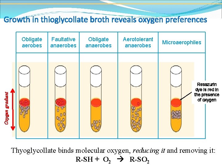 Growth in thioglycollate broth reveals oxygen preferences Oxygen gradient Obligate aerobes Faultative anaerobes Obligate