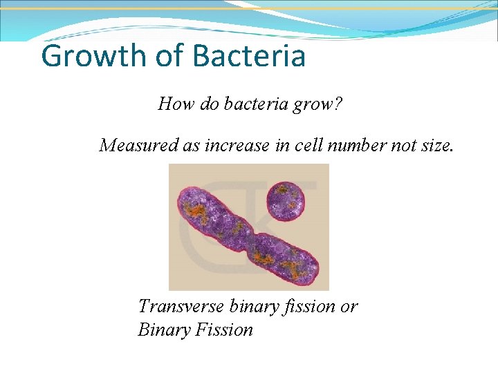 Growth of Bacteria How do bacteria grow? Measured as increase in cell number not