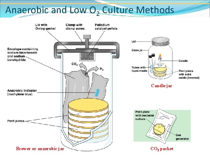 Anaerobic and Low O 2 Culture Methods Candle jar Brewer or anaerobic jar CO