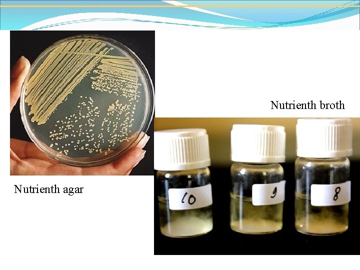 Nutrienth broth Nutrienth agar 