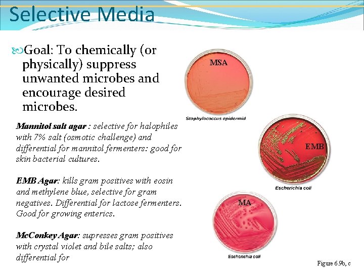 Selective Media Goal: To chemically (or physically) suppress unwanted microbes and encourage desired microbes.