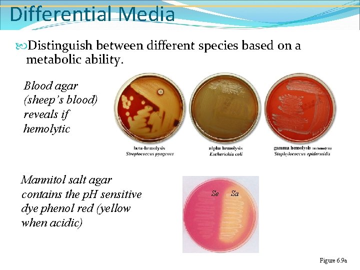 Differential Media Distinguish between different species based on a metabolic ability. Blood agar (sheep’s